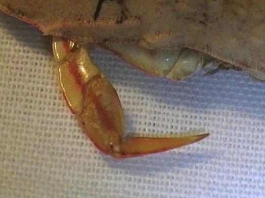 calappa hepatica from Madagascar 10.JPG